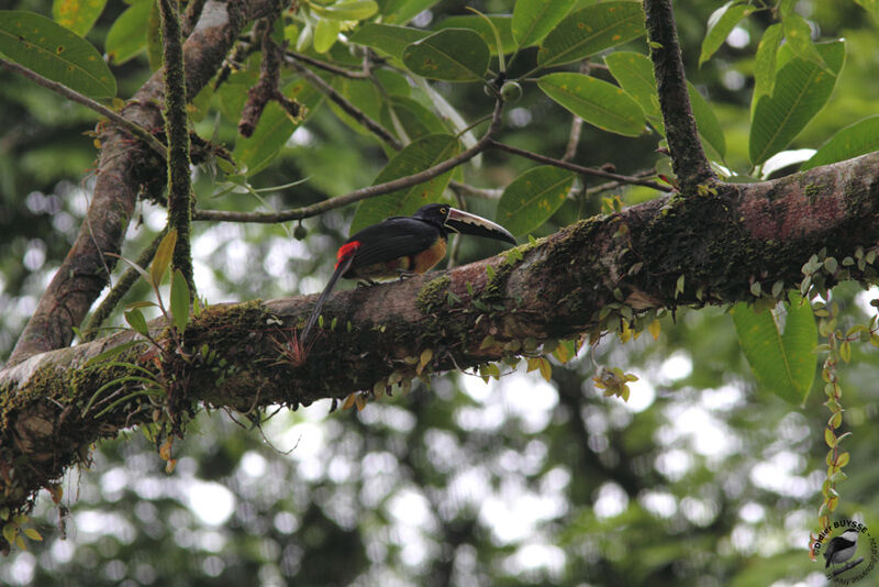 Araçari à collieradulte, identification