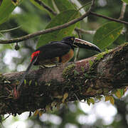 Collared Aracari