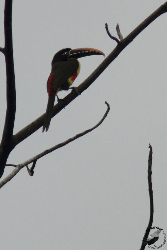 Chestnut-eared Aracariadult, identification