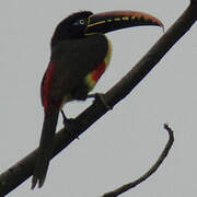 Chestnut-eared Aracari