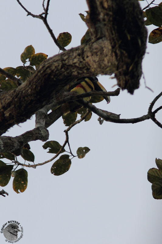 Many-banded Aracariadult breeding, identification