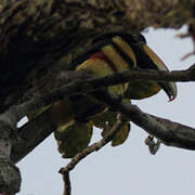 Many-banded Aracari