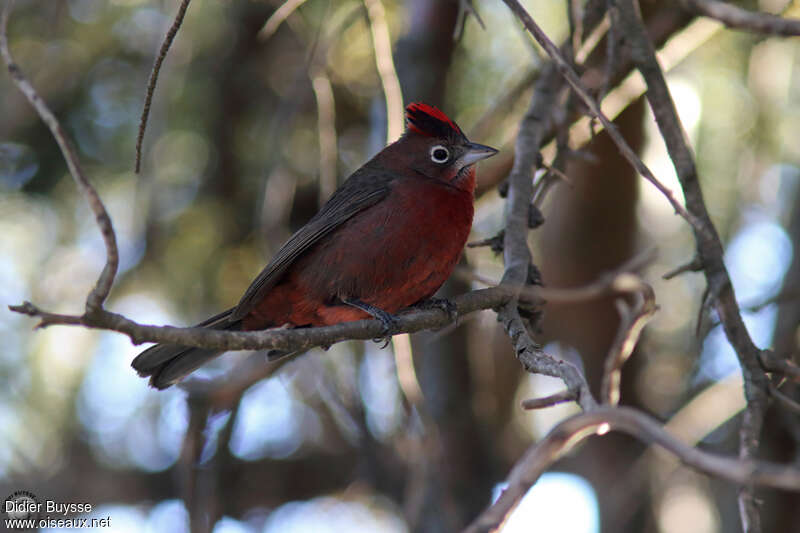 Red Pileated Finch male adult, identification