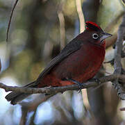 Red Pileated Finch