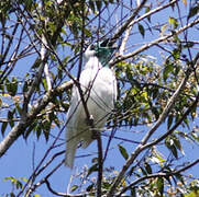 Bare-throated Bellbird