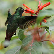 Rufous-tailed Hummingbird