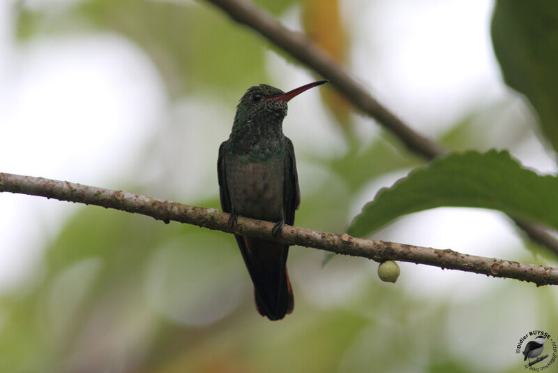 Rufous-tailed Hummingbirdadult, identification