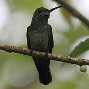 Rufous-tailed Hummingbird