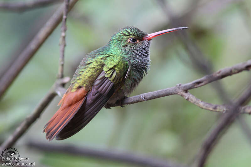 Rufous-tailed Hummingbird male adult, identification