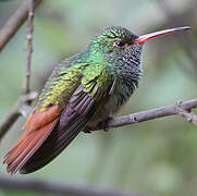 Rufous-tailed Hummingbird