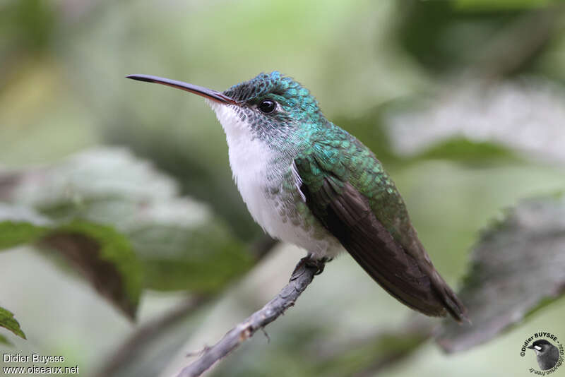 Ariane de Francia femelle adulte, identification