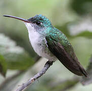 Andean Emerald