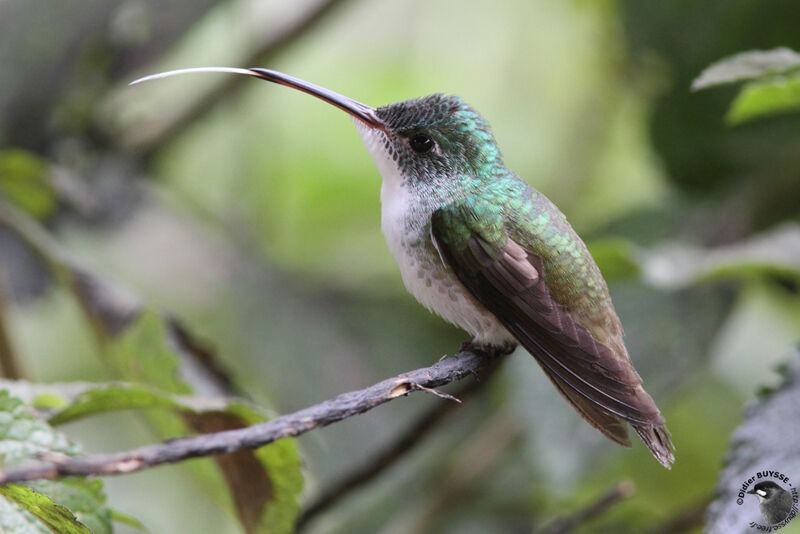 Andean Emeraldadult, identification