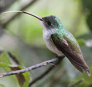 Andean Emerald