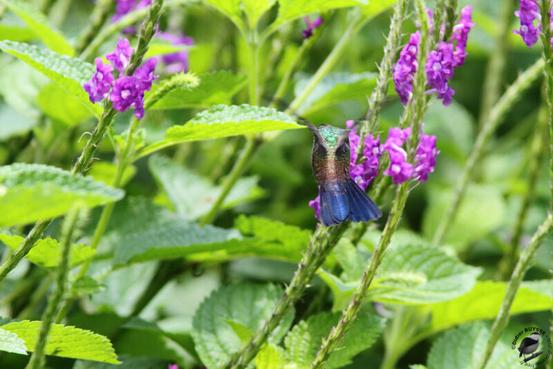 Blue-vented Hummingbirdadult, Flight