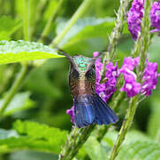 Blue-vented Hummingbird