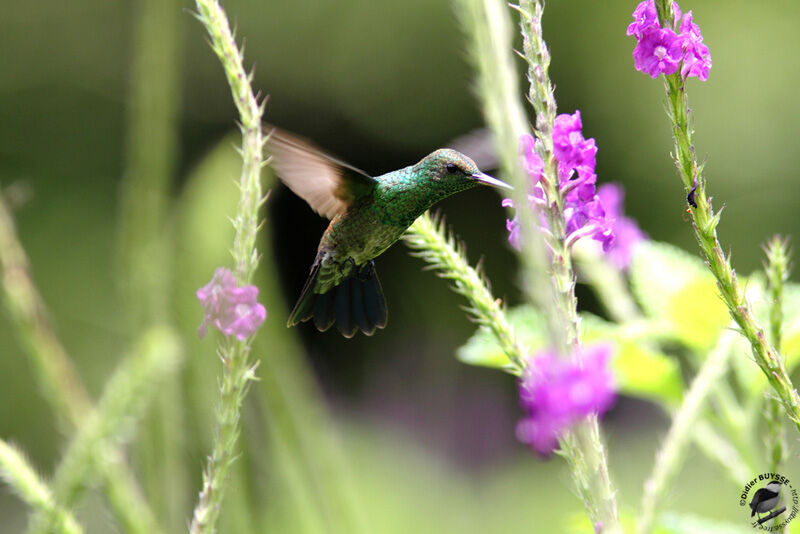 Blue-vented Hummingbirdadult, identification, Flight, Behaviour