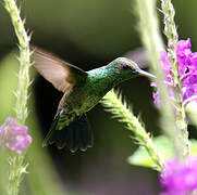 Blue-vented Hummingbird