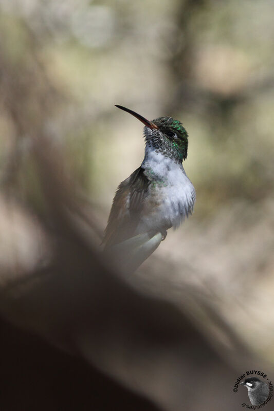 Amazilia Hummingbirdadult, identification