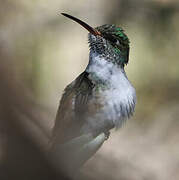 Amazilia Hummingbird