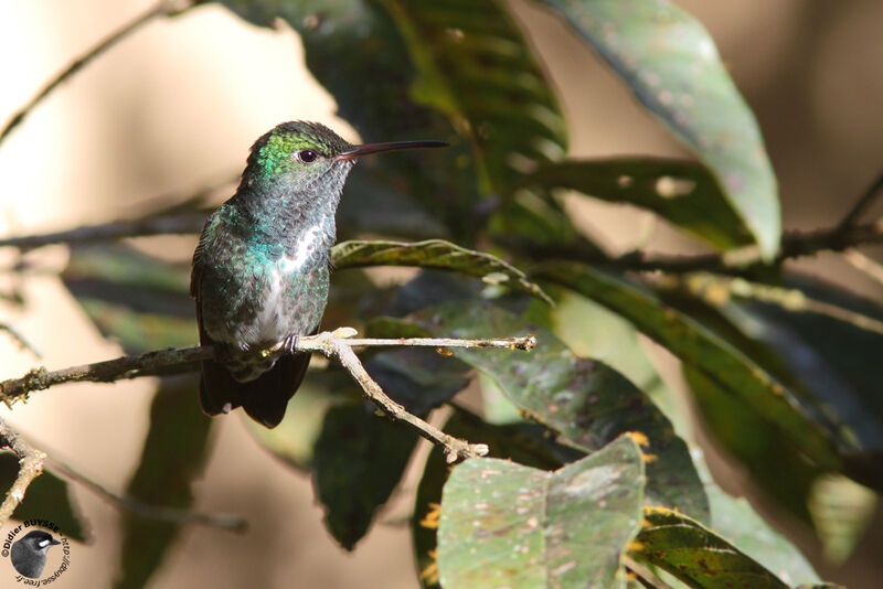 Glittering-throated Emeraldadult breeding, identification