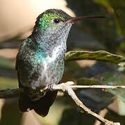 Glittering-throated Emerald