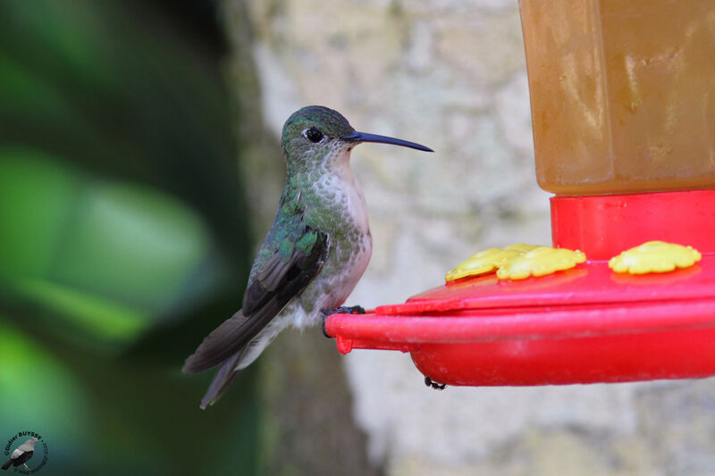Ariane du Pérouadulte, identification