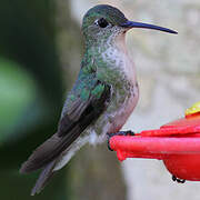 Green-and-white Hummingbird