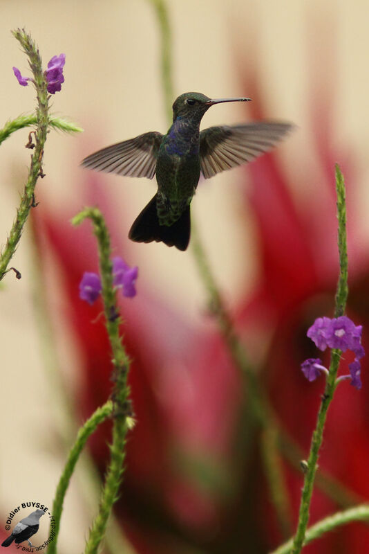 Sapphire-spangled Emeraldadult, Flight