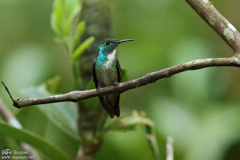 Versicolored Emerald