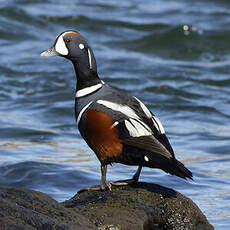 Arlequin plongeur