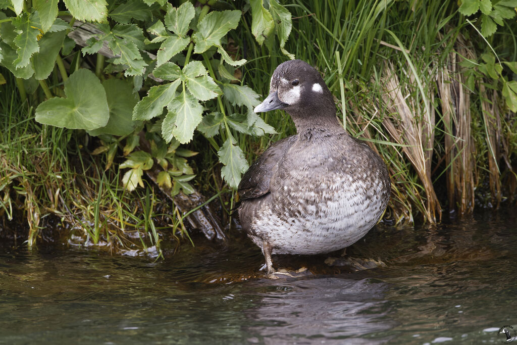 Harlequin Duck female adult