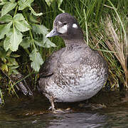 Harlequin Duck