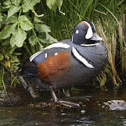 Arlequin plongeur