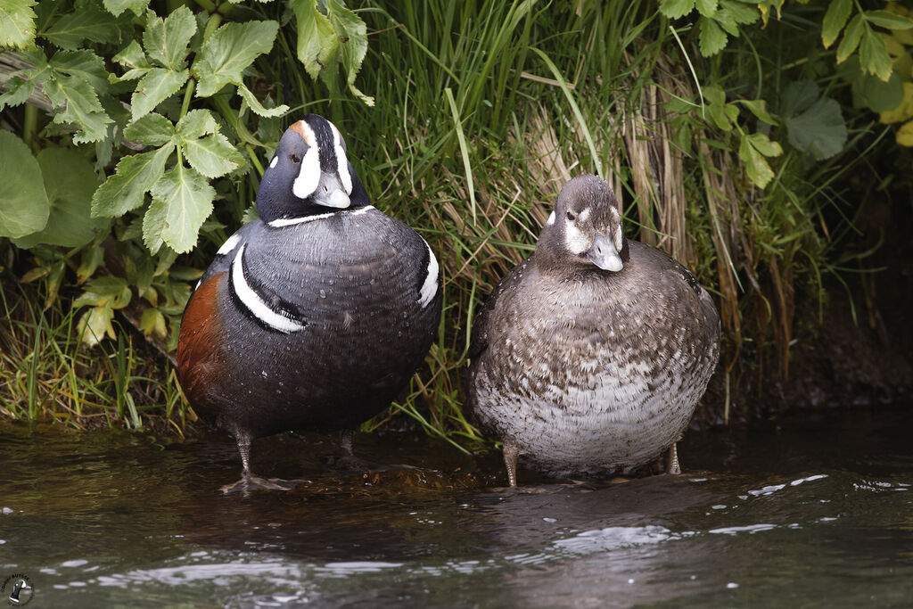 Harlequin Duckadult breeding