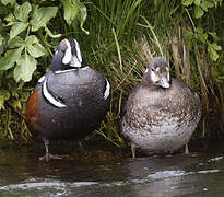 Harlequin Duck