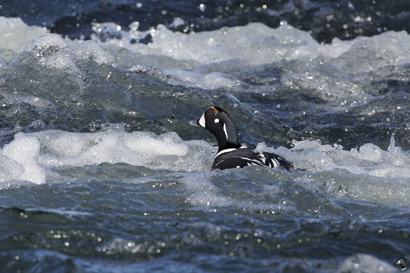 Harlequin Duck male adult, swimming, fishing/hunting