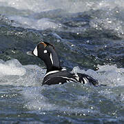 Harlequin Duck