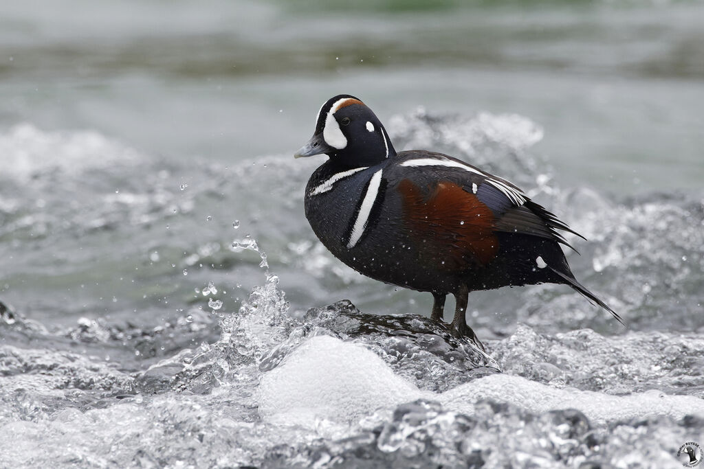 Arlequin plongeur mâle adulte, habitat