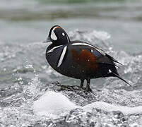 Harlequin Duck