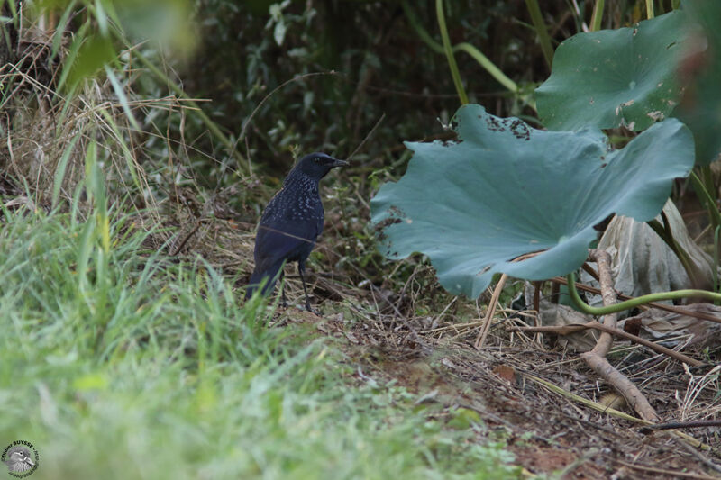 Blue Whistling Thrush, identification, walking