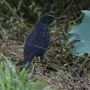 Blue Whistling Thrush