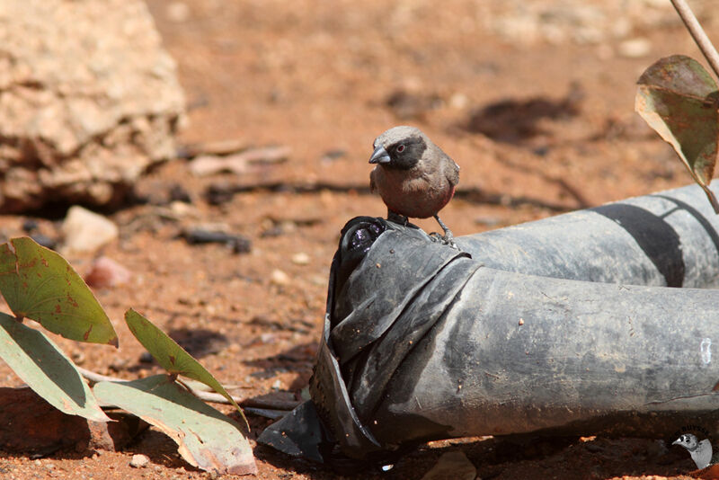 Black-faced Waxbilladult, identification