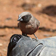 Black-faced Waxbill