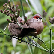 Common Waxbill