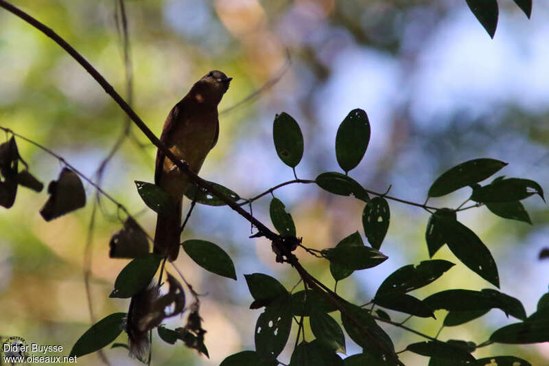 Rufous-tailed Attilaadult, identification