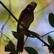 Rufous-tailed Attila