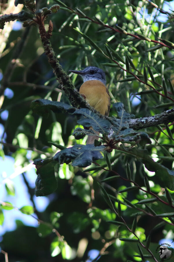 Grey-hooded Attilaadult, identification