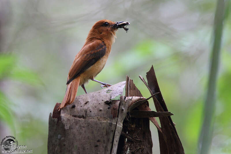 Cinnamon Attilaadult, pigmentation, feeding habits