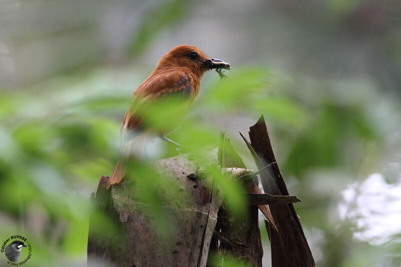 Cinnamon Attilaadult, identification, feeding habits